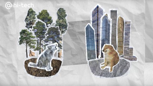 Почему внешность животных меняется из-за одомашнивания