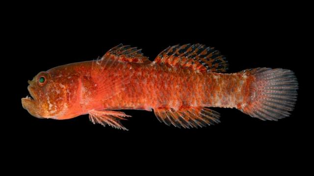 В Красном море обнаружены «сварливые» рыбы (фото)