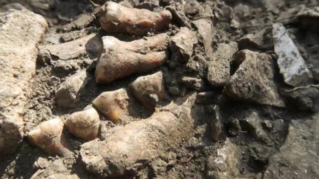 Ученые воссоздали ДНК одного из последних неандертальцев
