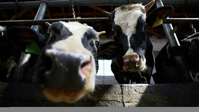 Ученые нашли способ бороться с отрыжкой коров: зачем