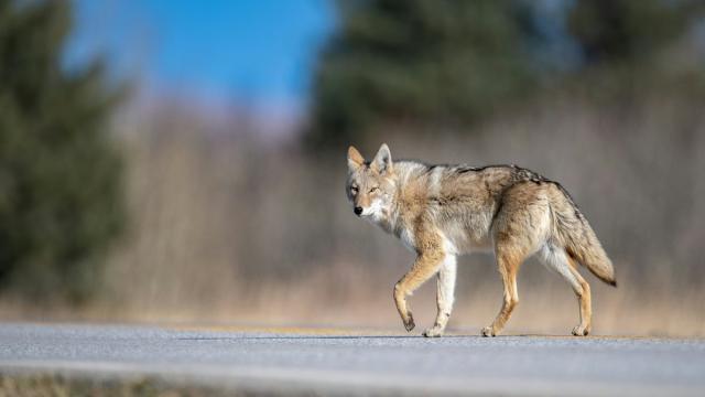 Исследование: койоты умеют делать «щенячьи глаза»