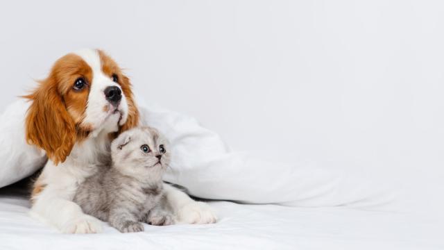 Кошки и собаки в прошлом: зумеры нашли им странную замену