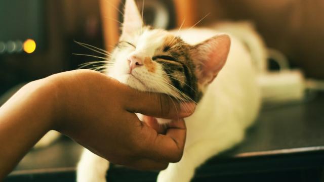 Кошки понимают нас лучше, чем мы думали – открытие ученых
