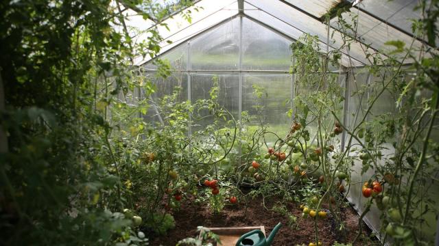 Музыка оказалась необычным «удобрением» для растений