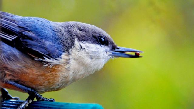 Растения Европы в опасности: что говорят ученые