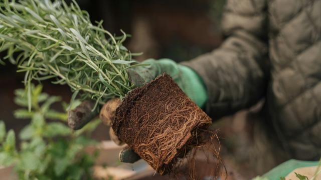 Ученые: растения могут вырабатывать молекулы-антистресс