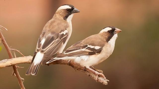 Ученые: самцы птиц оказались «плохими» детьми