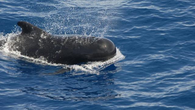 В Новой Зеландии спасли 30 выбросившихся на берег черных дельфинов