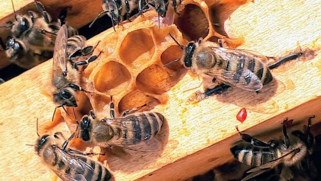 Как пчелы помогли решить конфликт жителей Кении со слонами