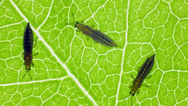 Найдены самые ленивые насекомые в мире