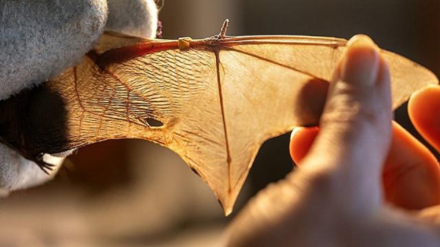 Почему летучие мыши не похожи на птиц: ответ ученых