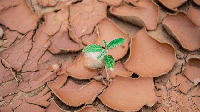 Ученые назвали «самые вредные почвы на Земле»