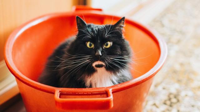 Домашние кошки могут болеть птичьим гриппом: ученые встревожены