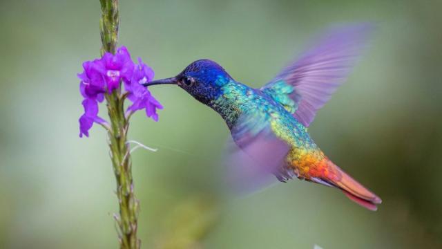 Искусственное крыло «чувствует» ветер с точностью 99%: как это работает