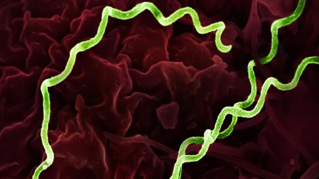 Как микроорганизмы создают природные антибиотики: открытие ученых