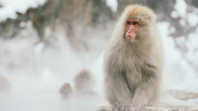 Обезьянье родео: биологи объяснили, зачем макаки садятся на оленей (видео)