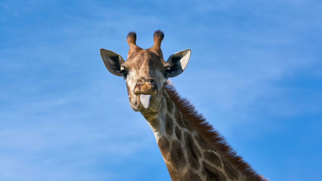 Оказывается, молчаливые жирафы умеют жужжать. Что означают эти звуки?