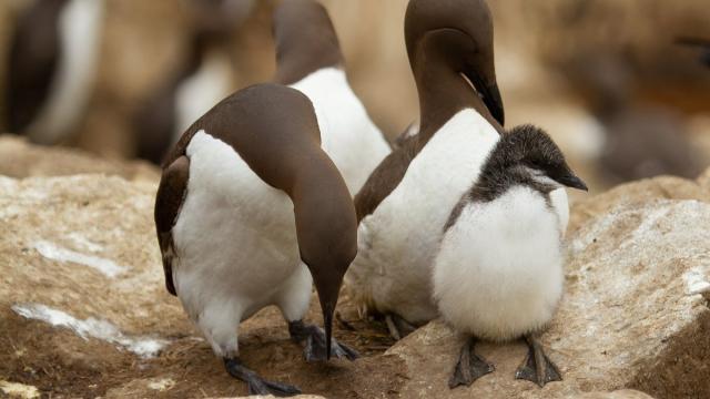 Раскрыта причина вымирания похожих на пингвинов птиц