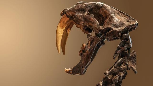Зачем саблезубым хищникам такие большие зубы? Ученые дали ответ