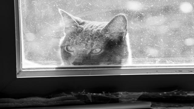 На CES 2025 представили два суперкомпактных девайса для подглядывания от Birdfy