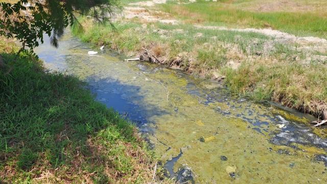 Одноклеточные диатомовые водоросли займутся очисткой сточных вод