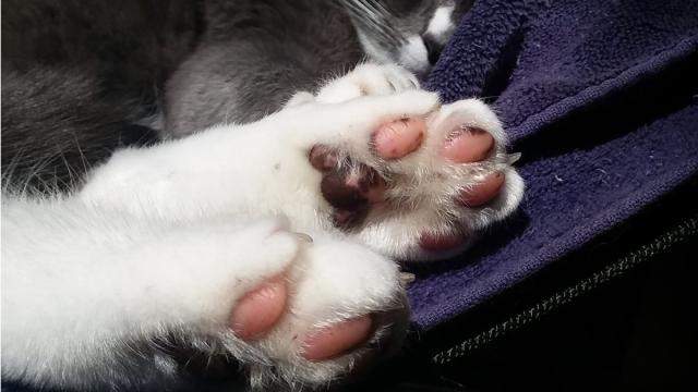 Зачем кошкам подушечки на лапках: ученые дали ответ