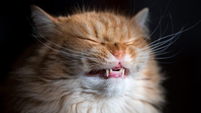 Почему кошки гримасничают, почуяв необычный запах? Ученые дали ответ