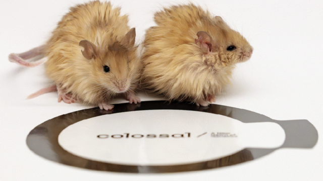 Смартфон для животных, шерстяные мыши и уставший эмодзи: фан-новости недели