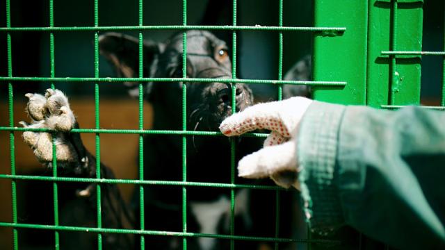 Как AGIMA провела выезд диджитал- и IT-специалистов в собачий приют «Щербинка»