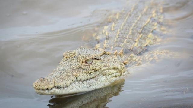 Ученые открыли два новых вида крокодилов