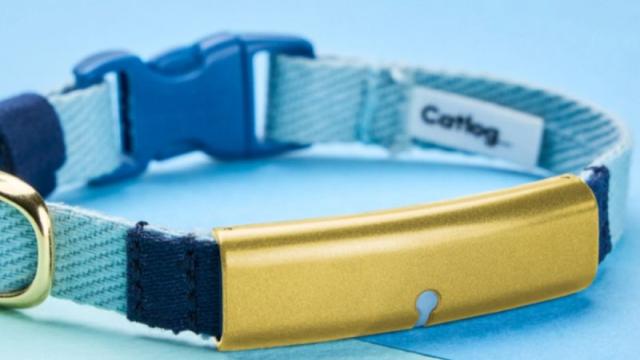 Искусственный интеллект теперь на страже здоровья домашних кошек