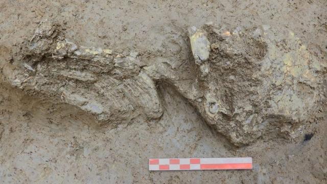 Кости подсказали: ученые воссоздали жизнь ребенка из медного века