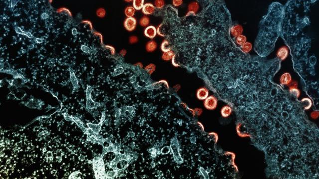 Открыт новый способ защиты клеток от повреждений