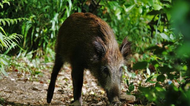 Пир на весь мир: зачем древние люди тащили живых кабанов за десятки километров