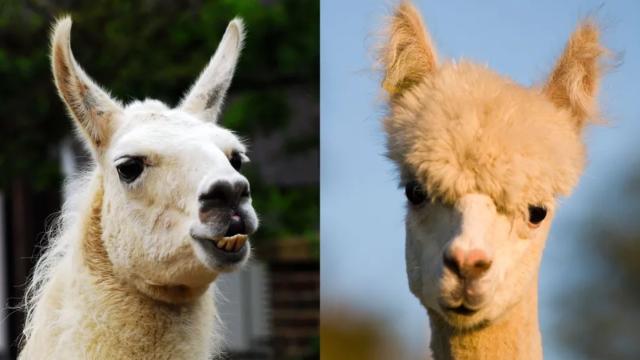 В чем разница между ламой и альпакой? Ученые дали ответ