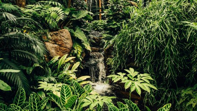 ДНК из дождевой воды рассказала о биоразнообразии тропических лесов