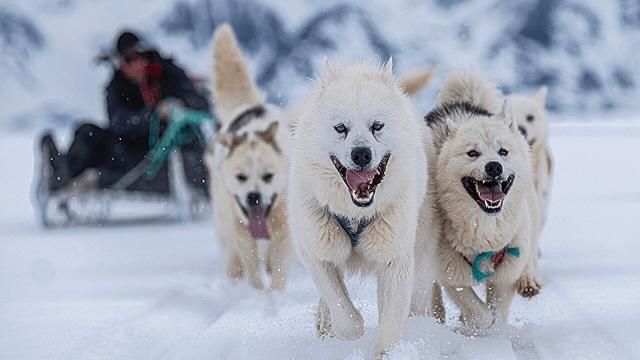 Ездовые собаки помогли раскрыть неизвестную историю Гренландии