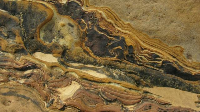 Сибирские палеонтологи пролили свет на историю необычных водорослей