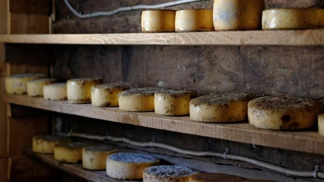 Сыр с плесенью-альбиносом раскрыл мутации в клетках грибов