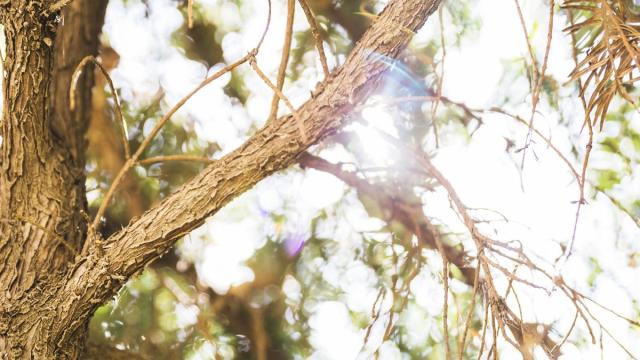 В Волгограде вывели новый сорт менее аллергенных засухоустойчивых тополей