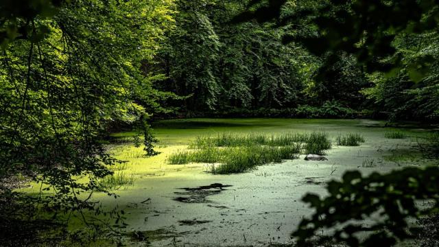 В Калининградской области оценили выбросы метана с заброшенного торфяника