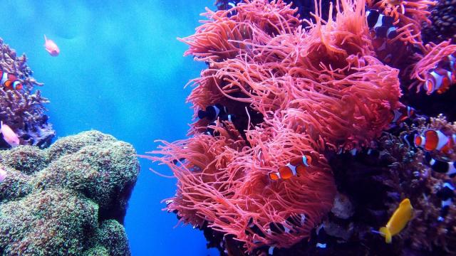 Кораллы могут приспособиться к изменениям климата: новые данные ученых