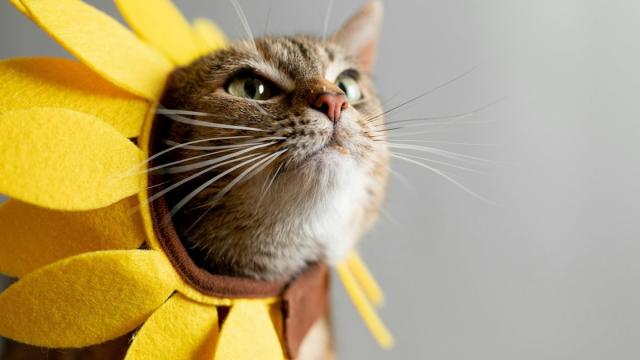 Котики, зайчики и безусловная поддержка: самые добрые мемы