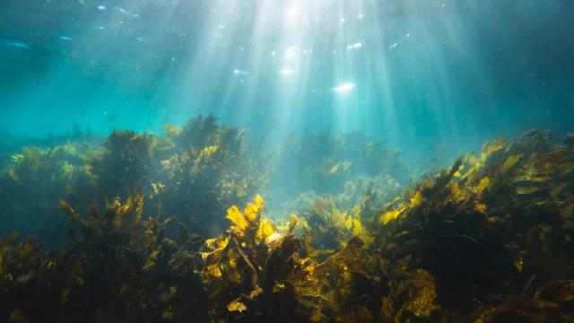 Наночастицы оксида цинка сняли с микроводорослей стресс от засоления