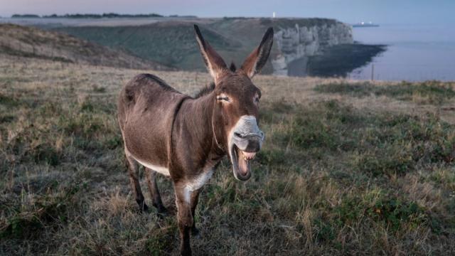 Ослы помогли покорить Северную Америку: что известно