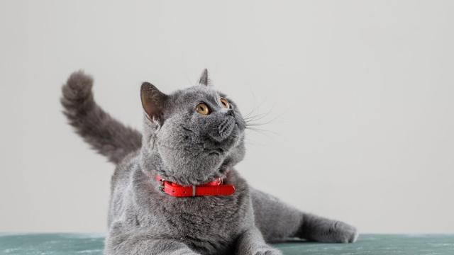 Свыше 95% биомассы млекопитающих приходится на людей и домашних животных