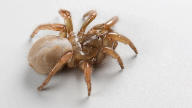 Новый вид пауков впервые показали на фото