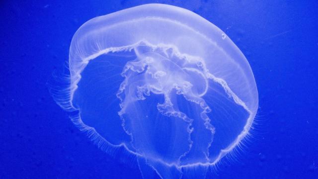 Реалистичный робот-медуза ведет бесшумное наблюдение под водой: уникальная технология