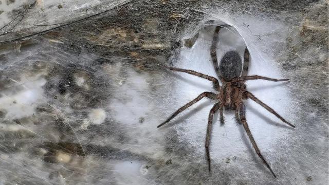 Ученые нашли самую большую в мире паутину