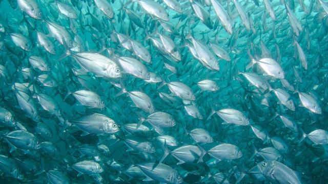 Ученые помогут сохранить и улучшить генофонд редких рыб на Ямале